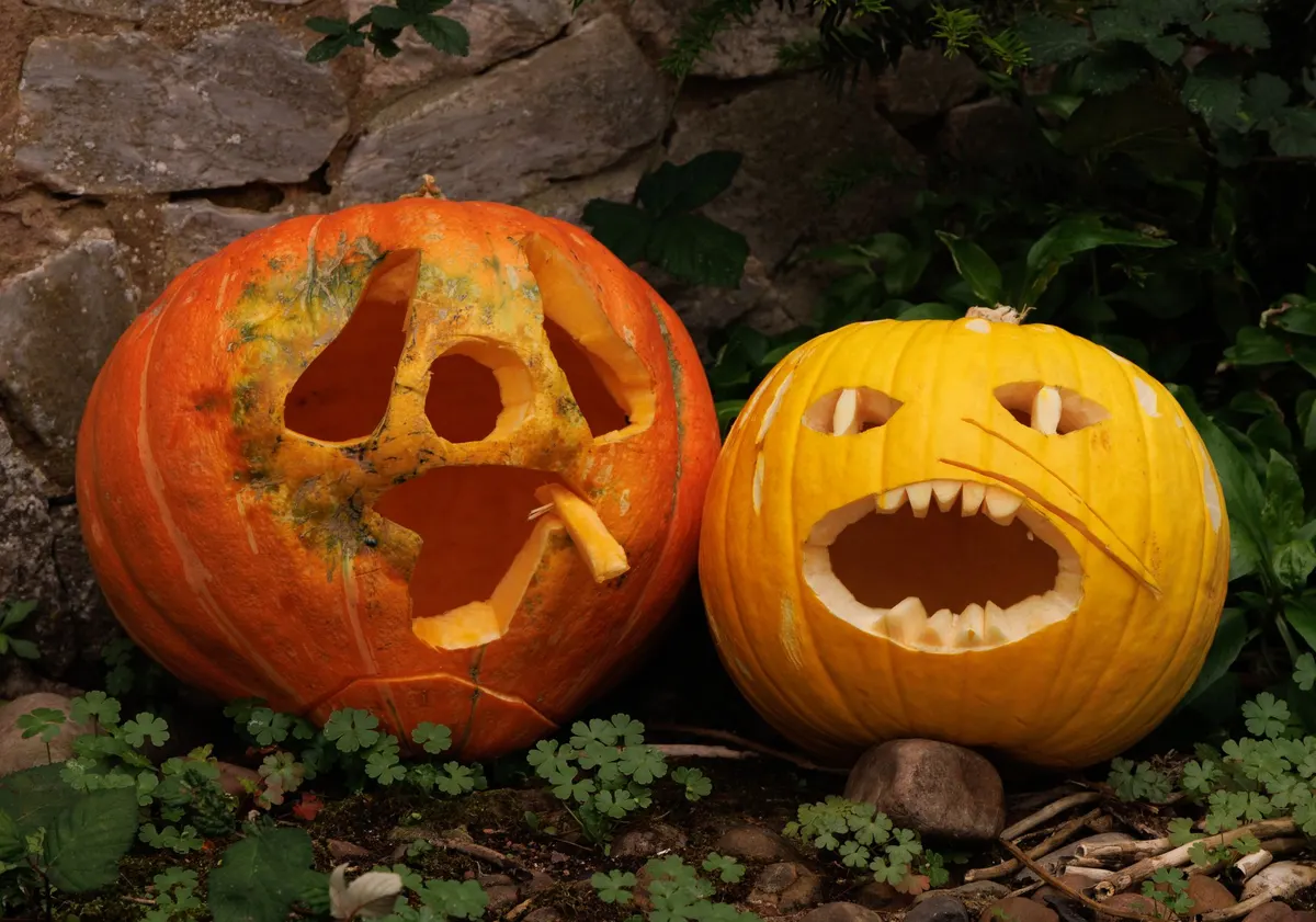 Two carved pumpkins on clover by a stone wall, one blotchy orange with a droopy face, one yellow