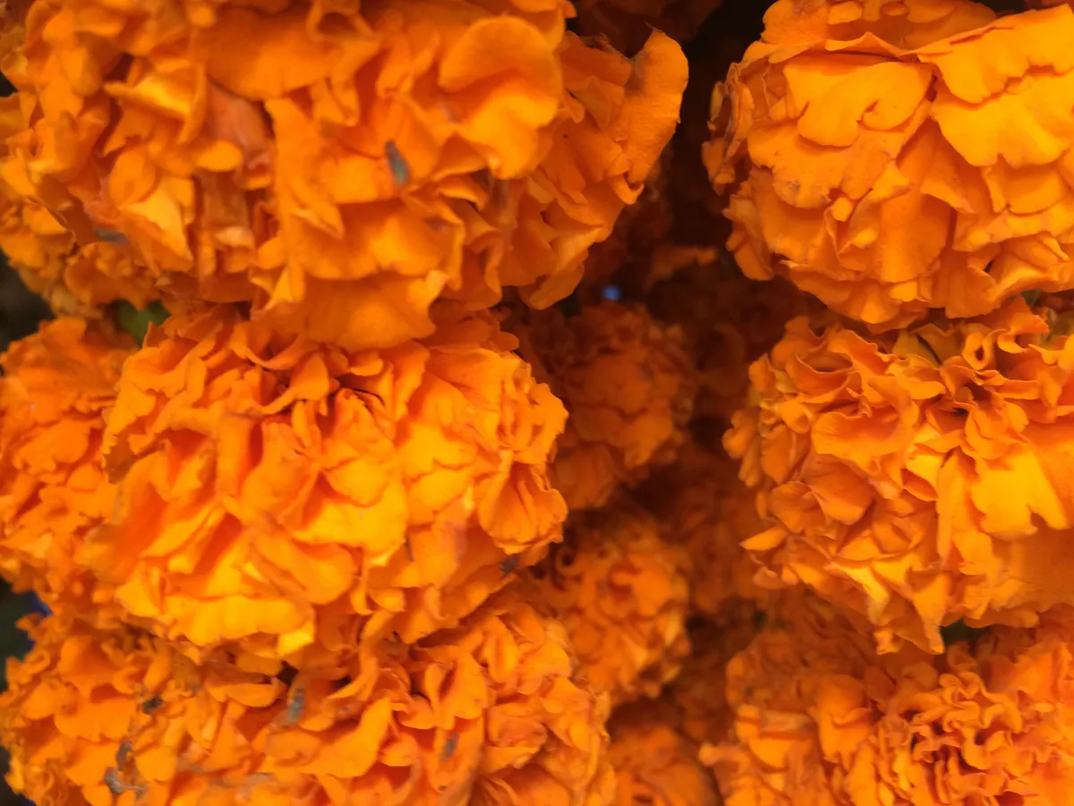 Close-up of bright orange marigold flower heads strung together as a garland
