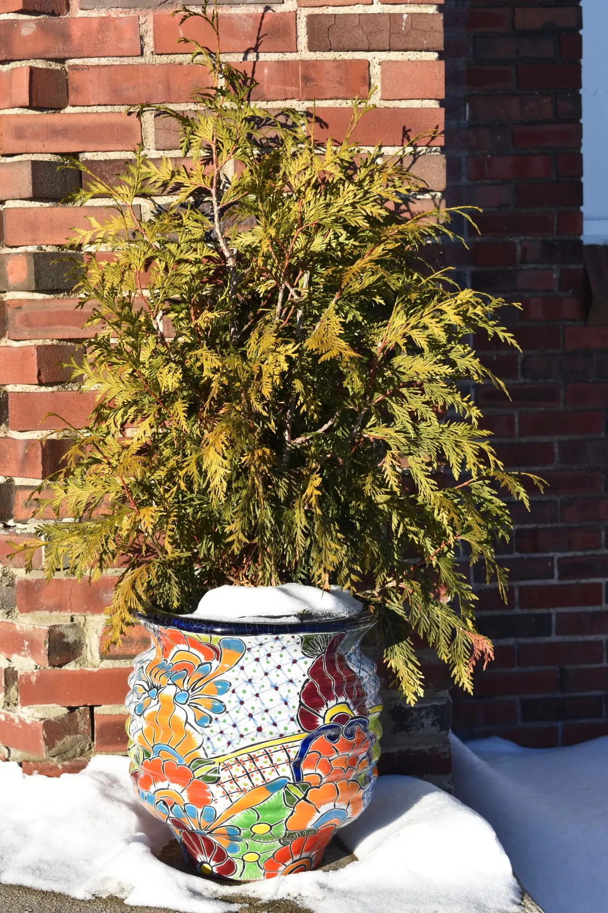 Tall green evergreen shrub in a blue, white, orange and yellow ceramic pot beside a snowy red brick wall