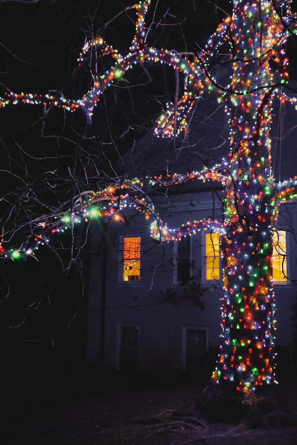 Bare tree wrapped in multicolored string lights in front of a dark house with three glowing yellow windows at night