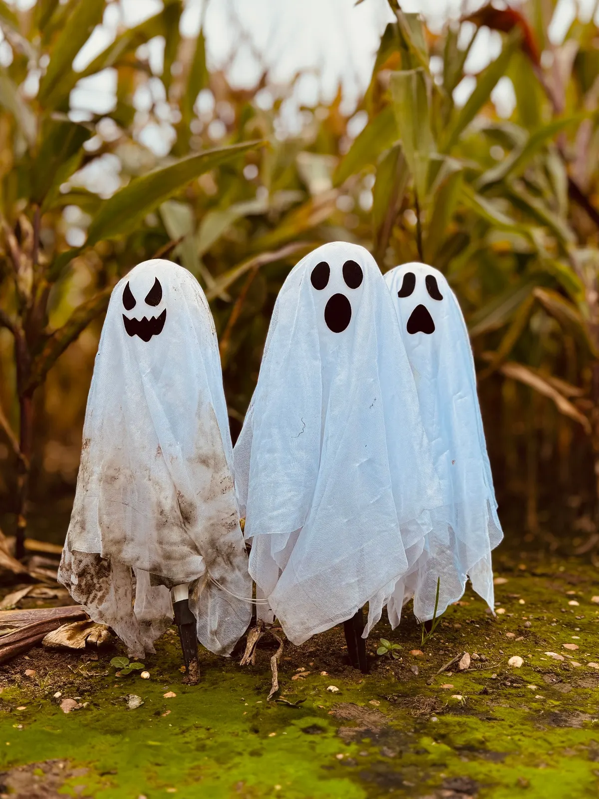 Three white cheesecloth ghosts with black felt faces standing on stakes in moss in front of dry cornstalks
