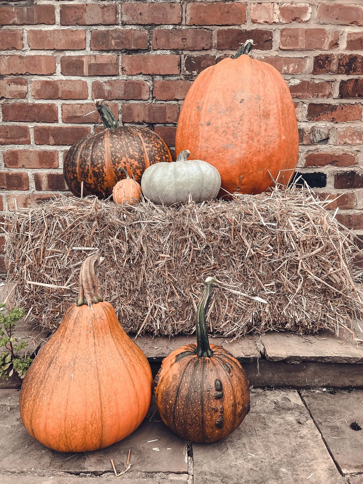 Orange, green and mottled pumpkins arranged on and around a hay bale against a brick wall
