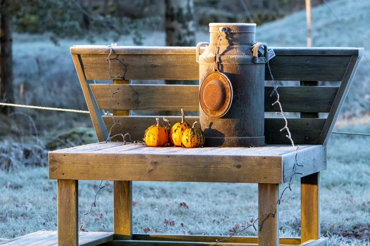 Vintage metal milk can and small gourds on a wooden bench outdoors with string lights behind
