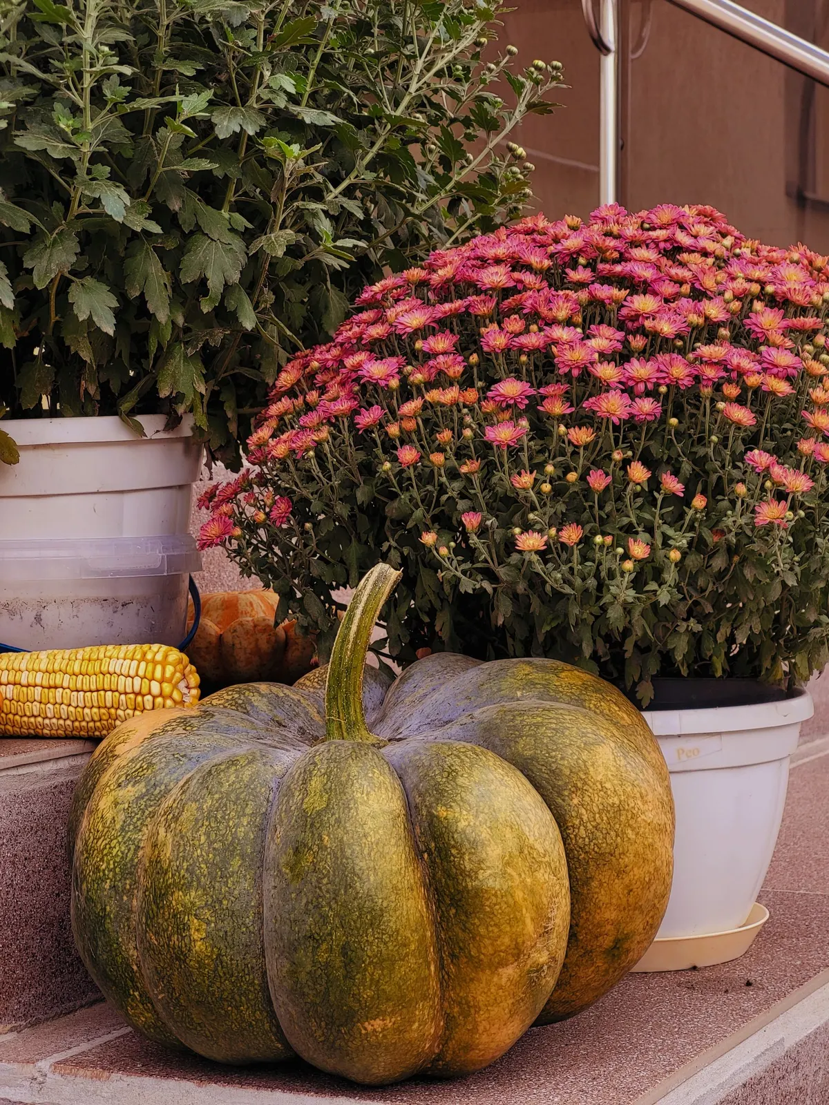 Large mottled green and orange pumpkin beside pink mums in white pots on porch steps, with a decorative corn cob