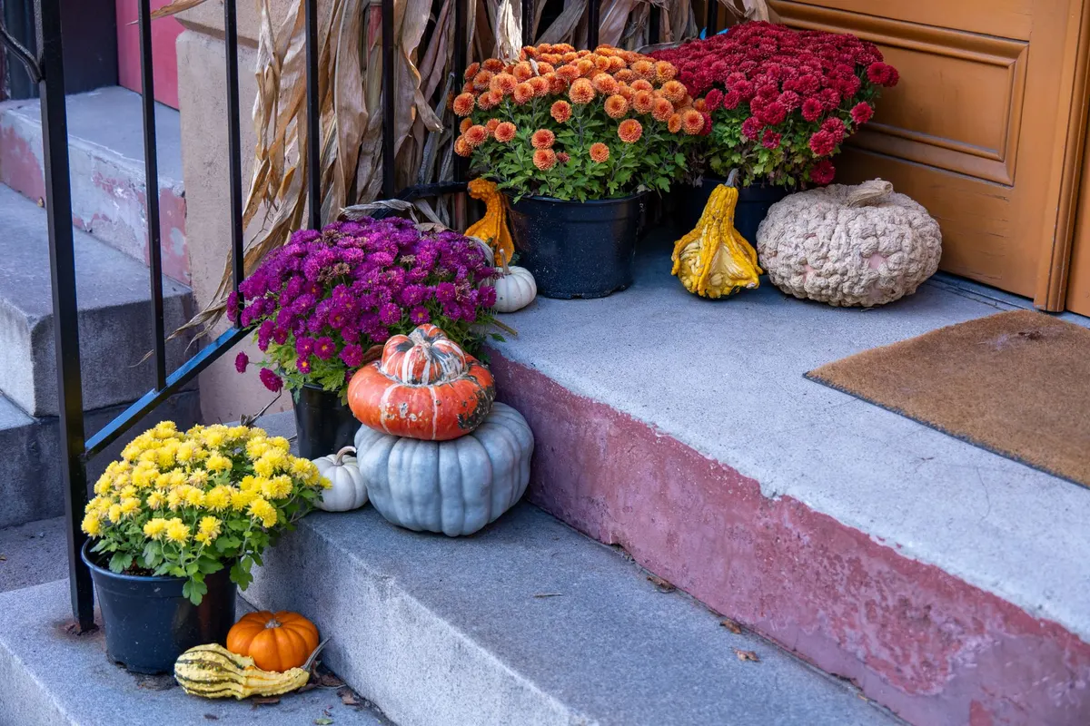 Concrete porch steps with potted mums, stacked pumpkins, gourds and corn stalks beside a plain brown doormat