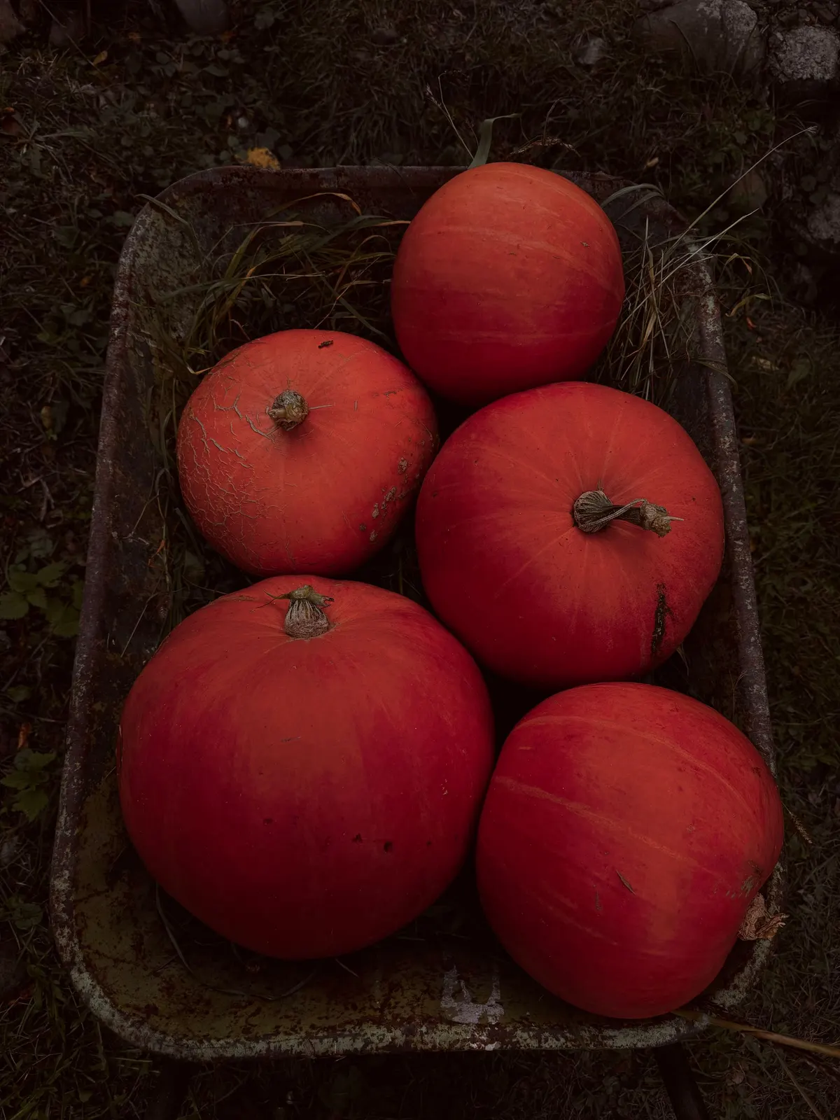 Five orange pumpkins filling a weathered wheelbarrow, seen from above