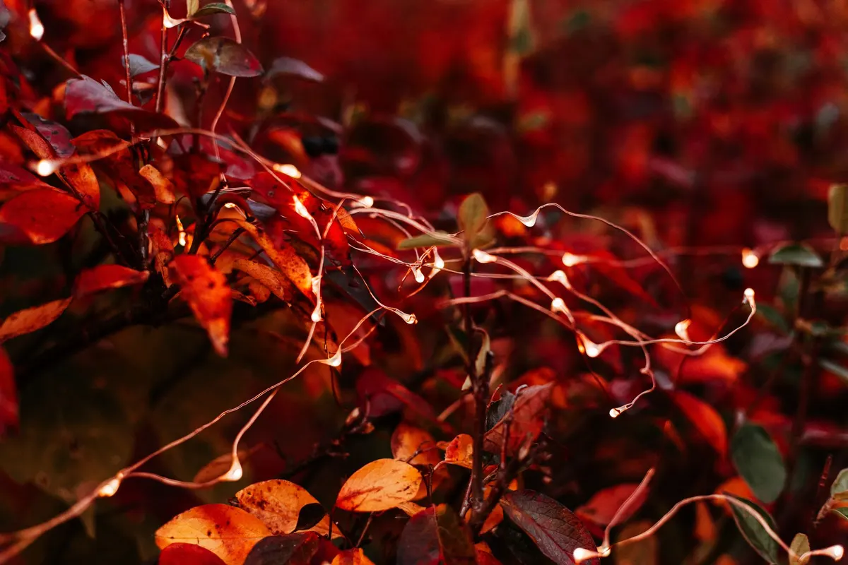 Copper wire fairy lights glowing warm white among red, orange and green autumn leaves on branches