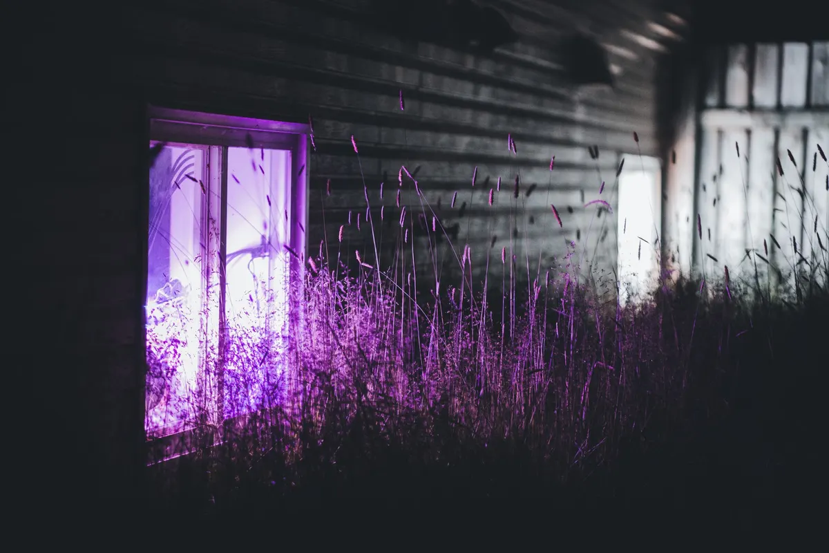 Dark gray sided house at night with violet and white light glowing from three windows and tall grasses lit purple