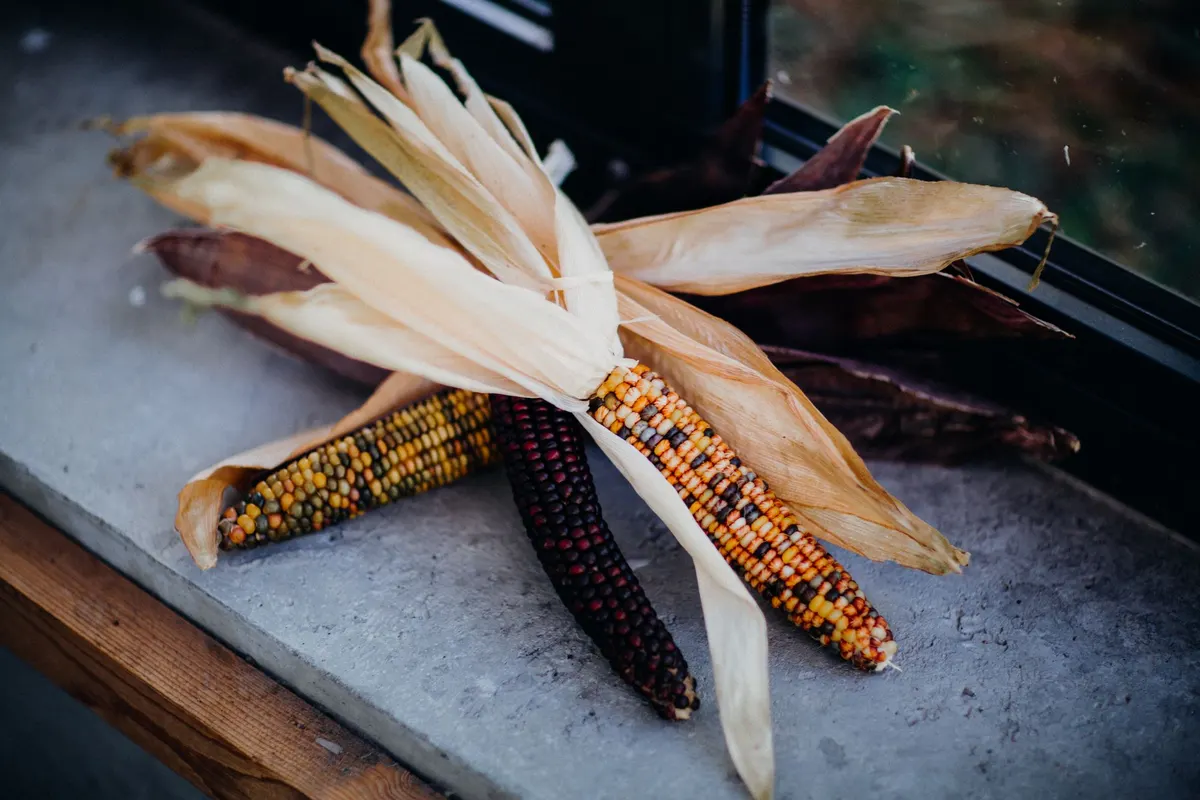 Three ears of dried multicolored corn with tan husks resting on a gray stone windowsill