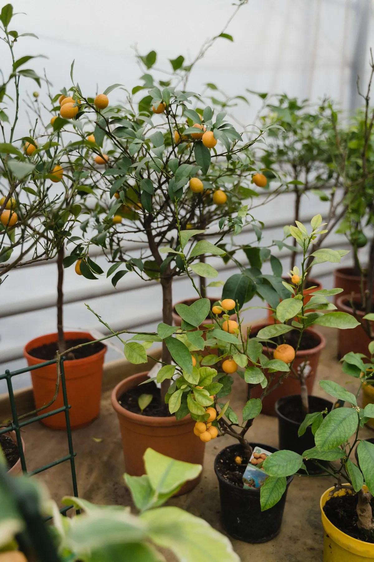 Potted citrus trees heavy with yellow-orange fruit lined up in orange, black and yellow pots