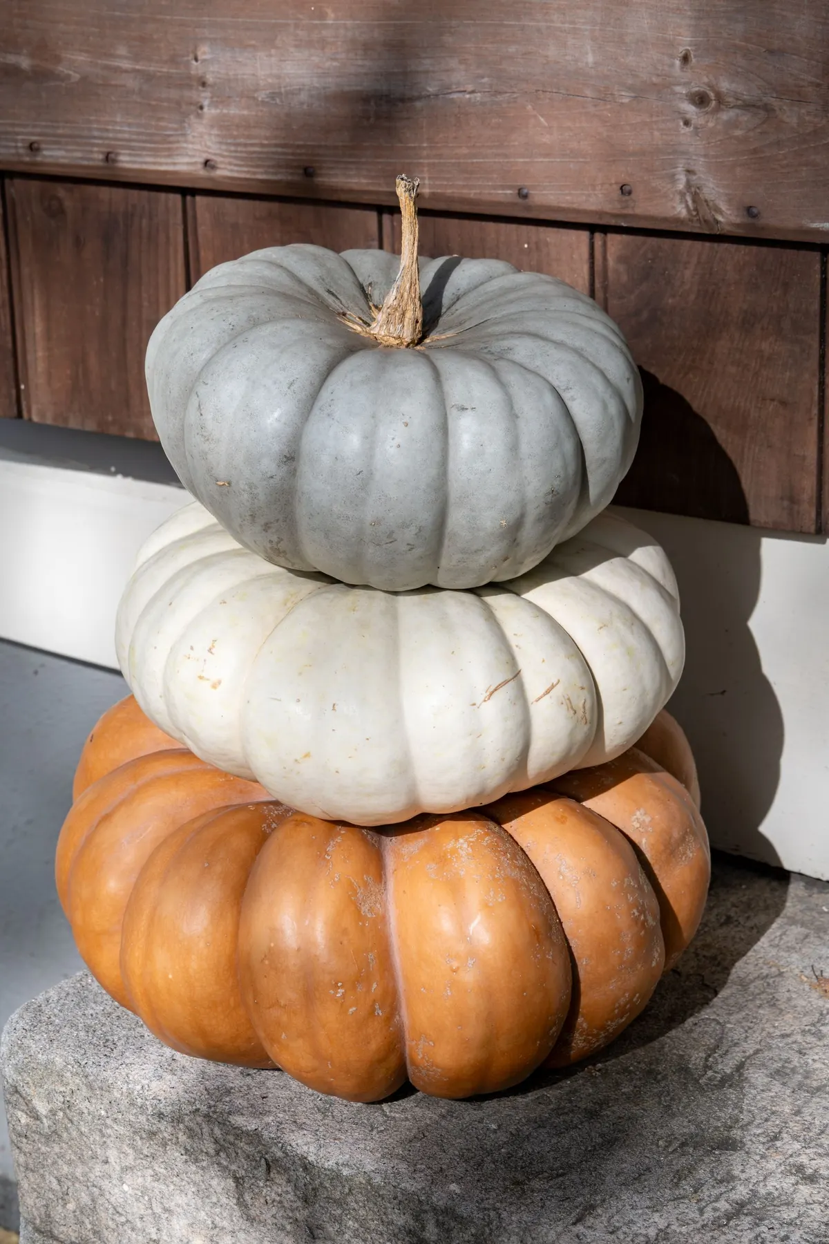 Three stacked heirloom pumpkins, flat tan on the bottom, white in the middle and blue-gray on top