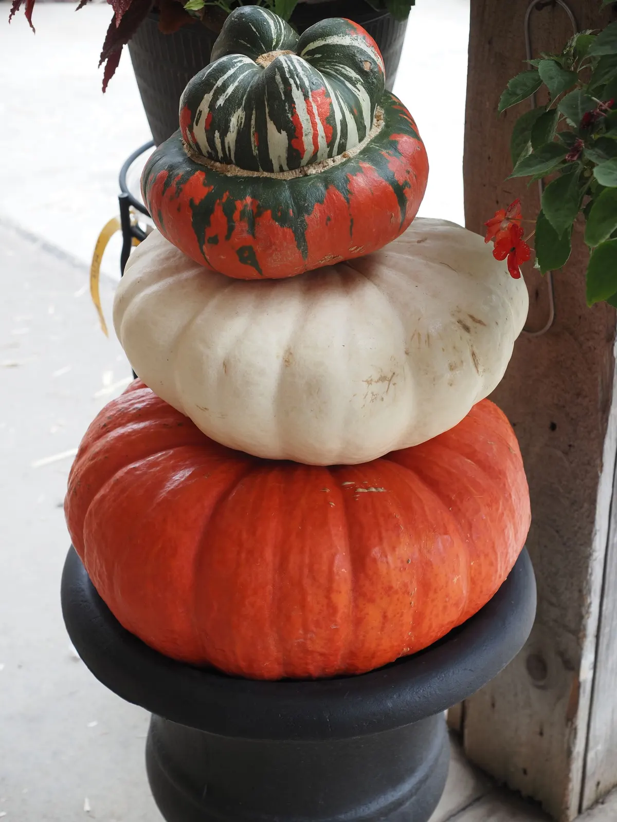 Ribbed orange-red pumpkin, cream pumpkin and striped turban squash stacked in a black urn planter outdoors