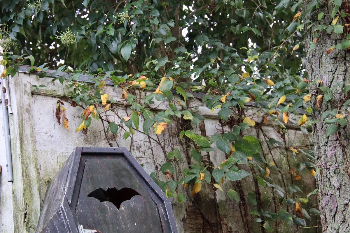 Charcoal gray coffin-shaped sign with a black bat silhouette leaning against a weathered white fence under a tree