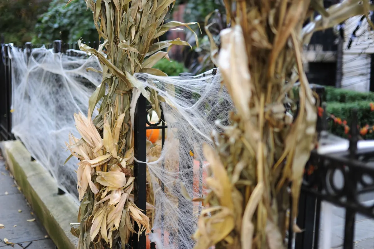 Two bundles of dried cornstalks tied to a black metal fence with white cobwebs stretched between them beside a sidewalk