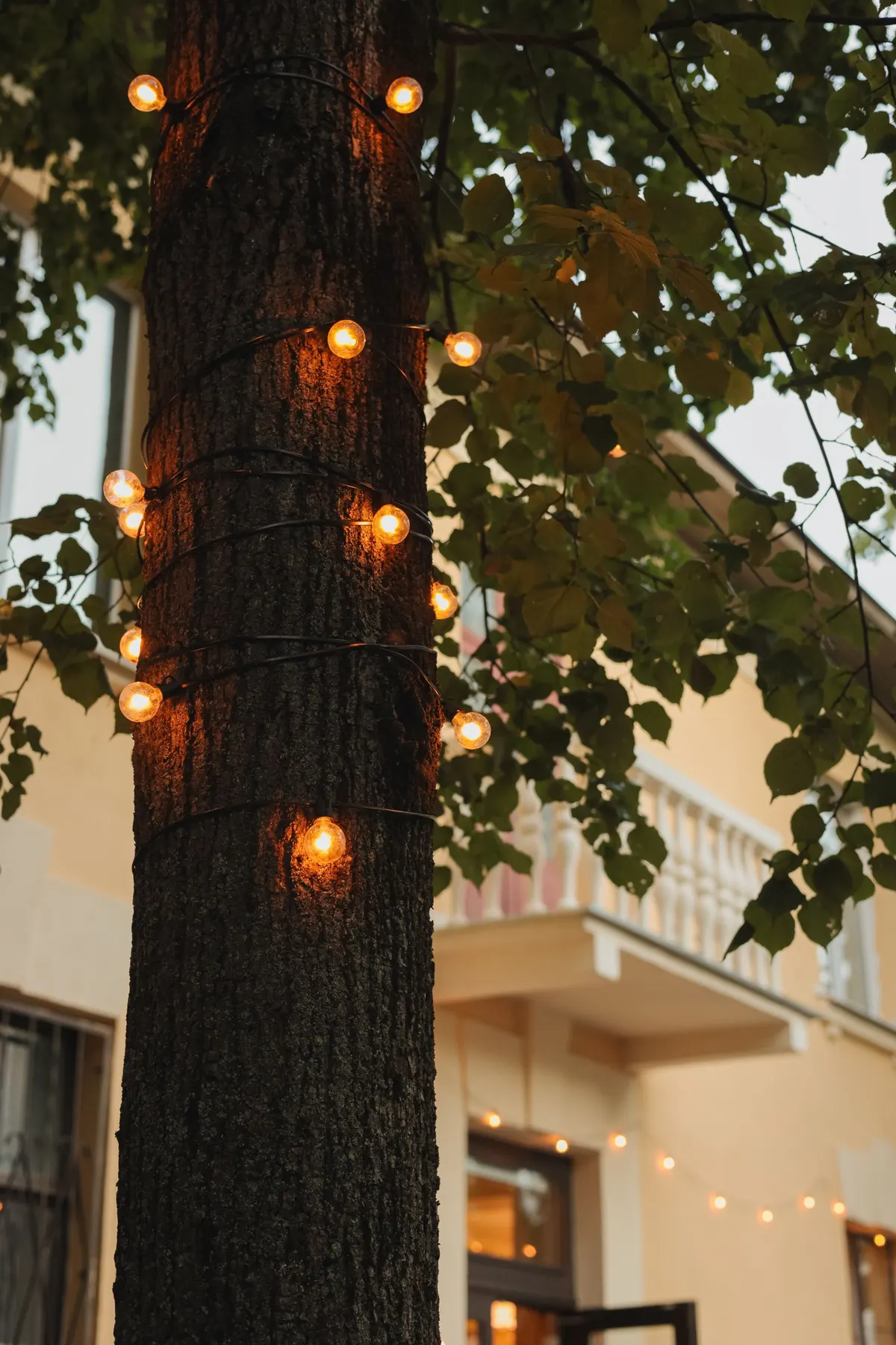 Black wire strand of round orange bulbs wrapped around a tree trunk in a yard, with a cream house behind