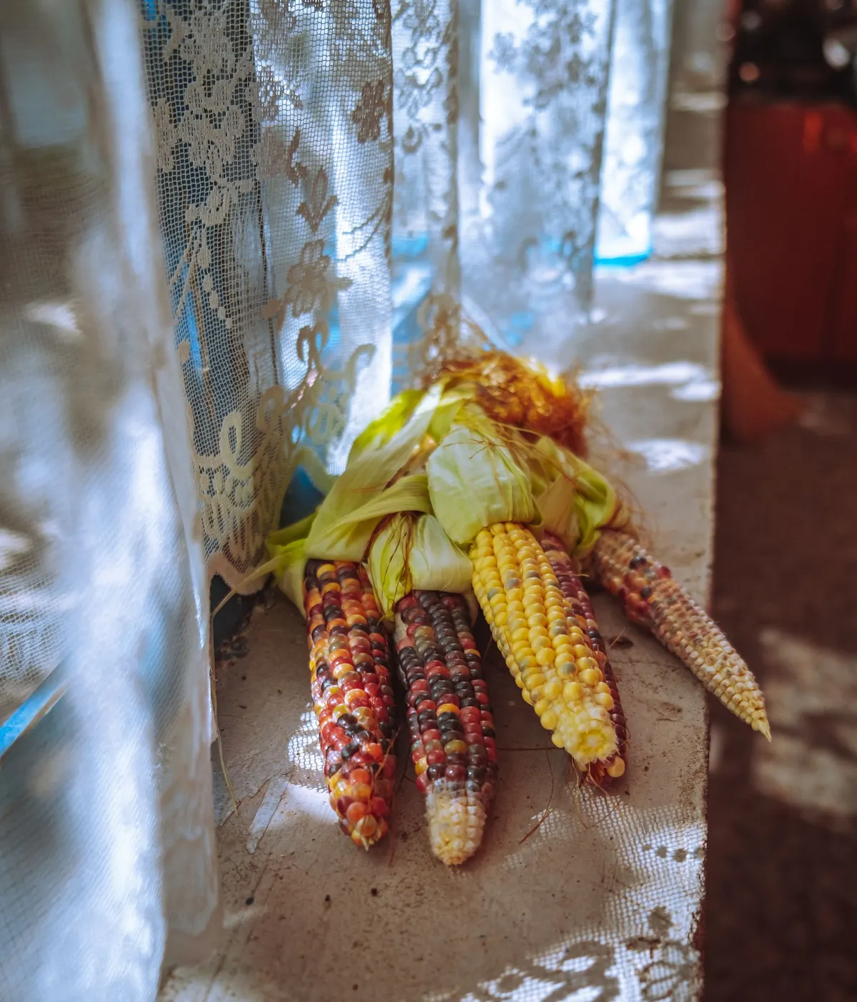 Five decorative corn ears in yellow, red, cream and purple with pale green husks on a cream windowsill by lace curtains