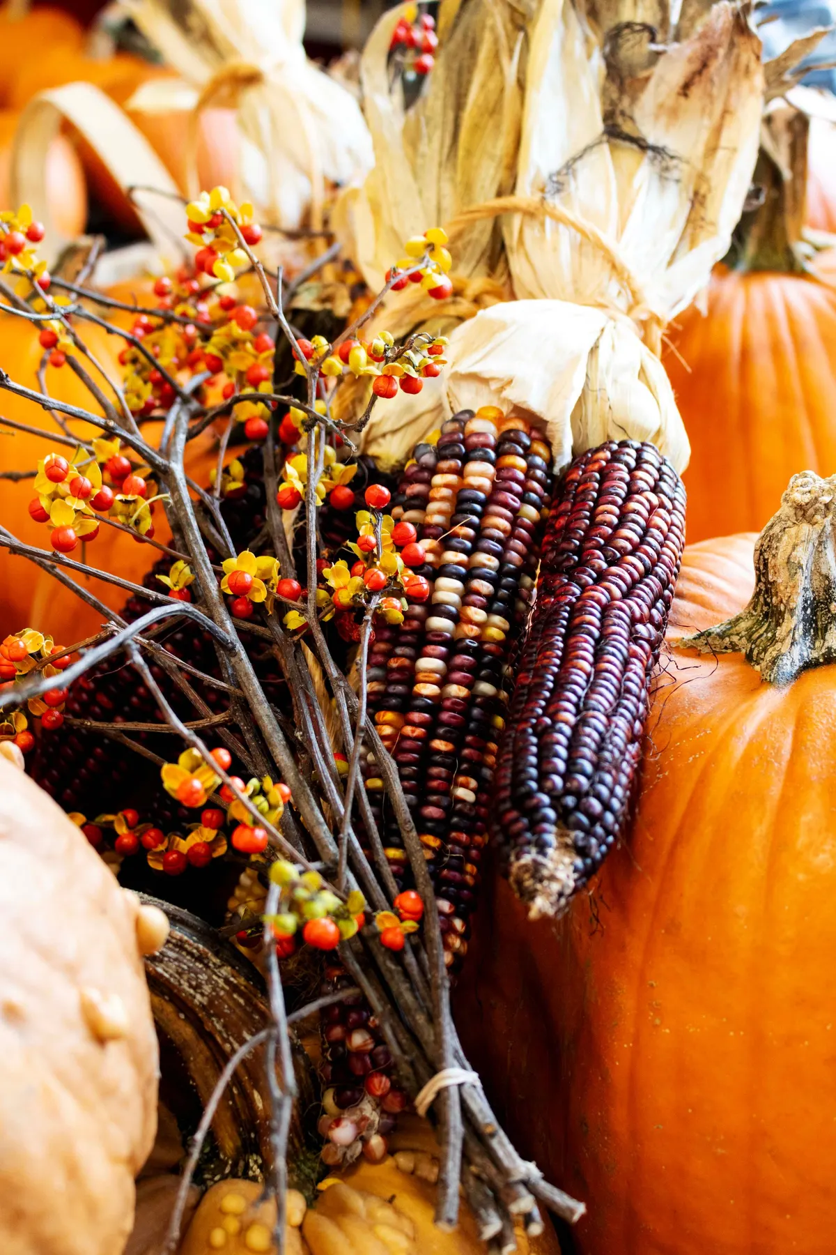 Orange pumpkins, bumpy cream gourds and multicolored corn ears with branches of red-orange berries in a harvest arrangement