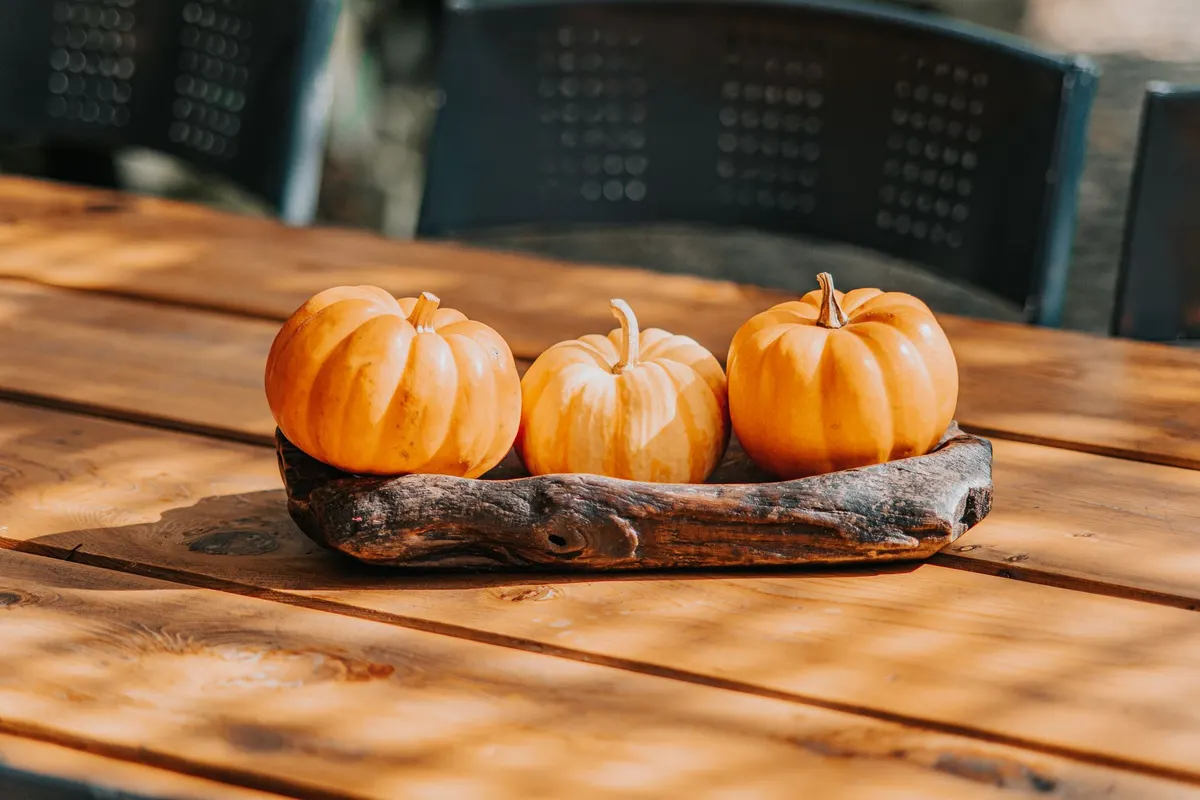 Three mini pumpkins, two orange and one cream with orange stripes, in a dark rustic wooden tray on a plank table