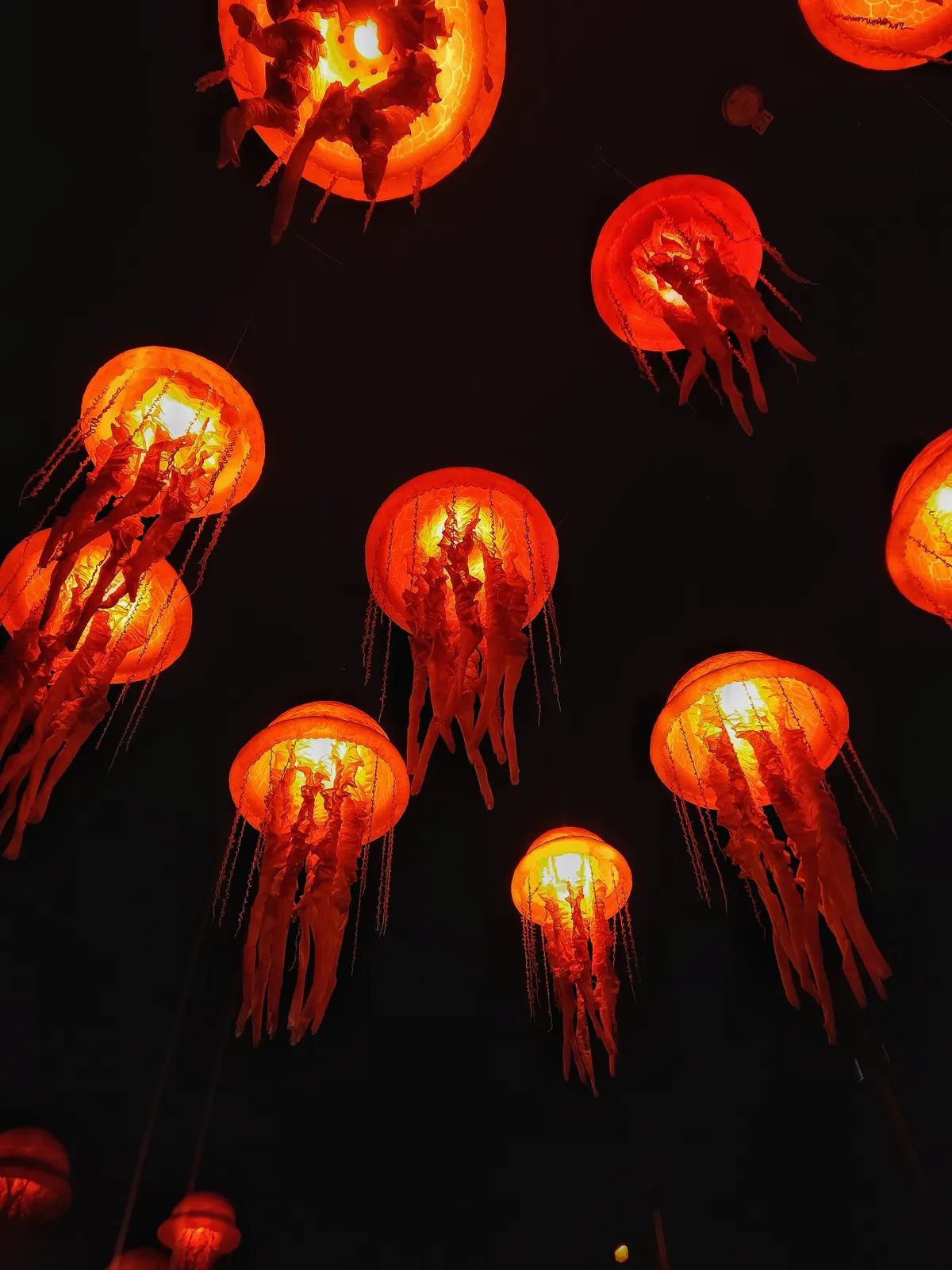 About a dozen glowing orange-red domed jellyfish lanterns with ribbon tentacles hanging against a black background