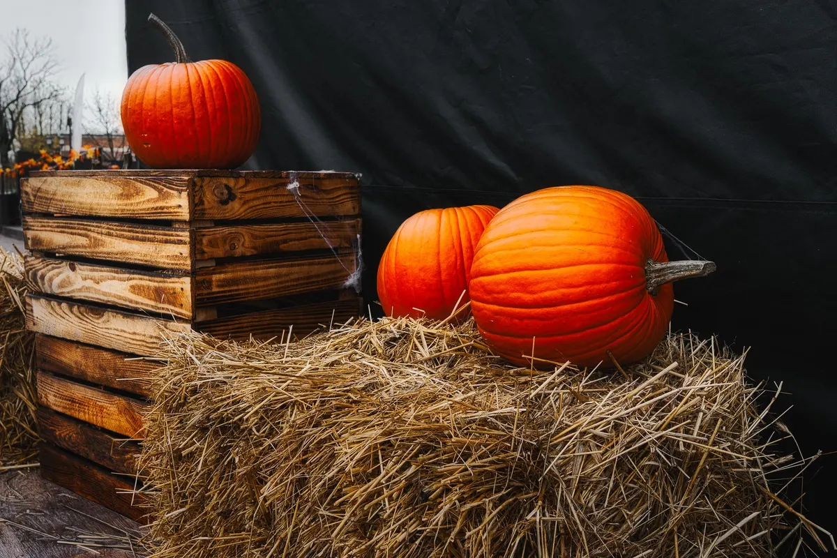 Three orange pumpkins, one on stacked wooden crates and two on straw beside two hay bales