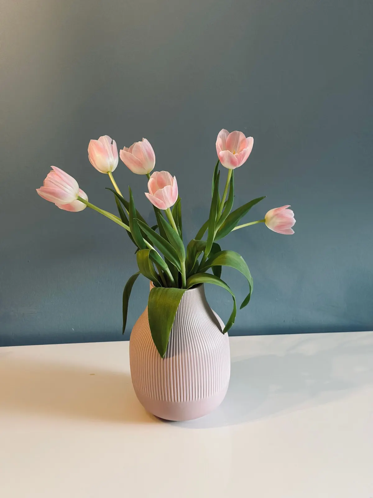 Six pale pink tulips in a ribbed pink vase on a white surface against a blue-gray wall